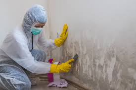 Trusted Rock Falls, IL Mold Prevention & Removal  Experts